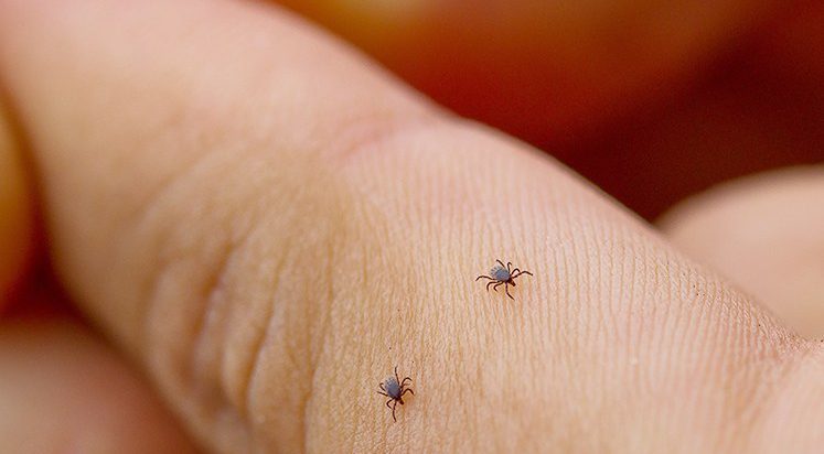Onde a Pulga Vive no Corpo Humano?