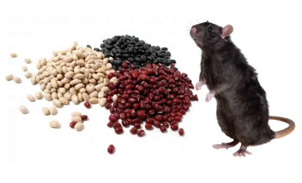 Quanto Tempo O Rato Morre Depois De Comer Veneno?
