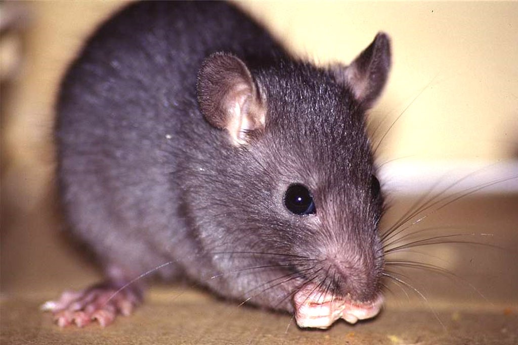 Rato Morde Pessoas? Como Identificar Mordida de Rato?