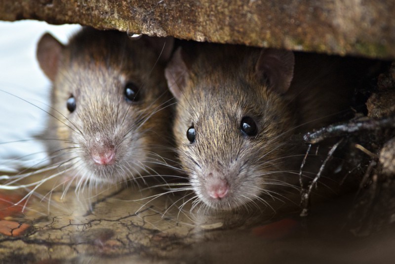 Arranhão de Rato Pode Trazer Doença? Tem Que Tomar Vacina?
