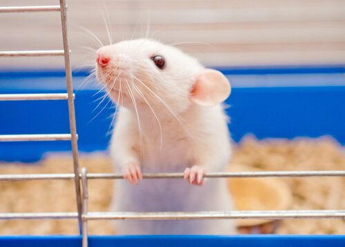 Curiosidades Sobre Ratos de Estimação: Preço, Como Escolher