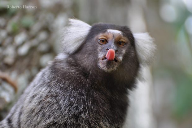 Ciclo de Vida do Sagui: Quantos Anos Elas Vivem?