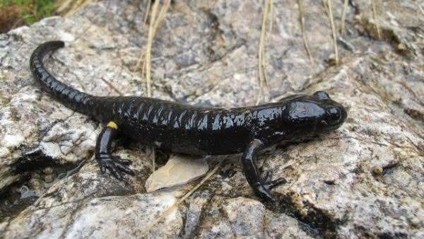 Salamandra Atra: Características, Nome Científico e Fotos