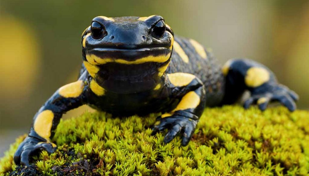 Quais as Diferenças Entre Salamandras e Tritões?