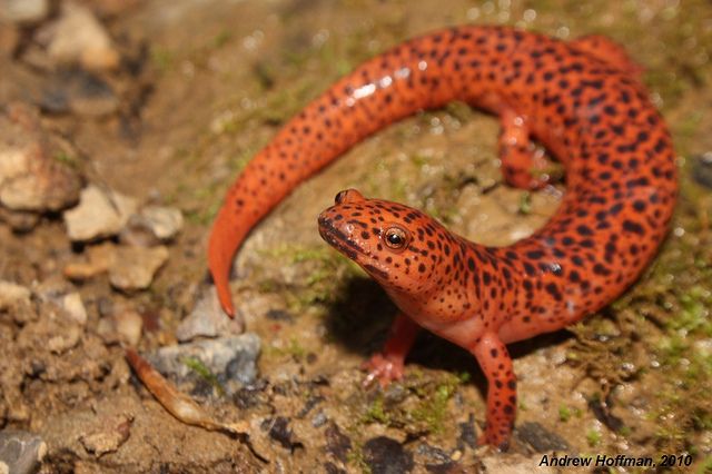 Salamandra Vermelha: Características, Nome Cientifico e Fotos