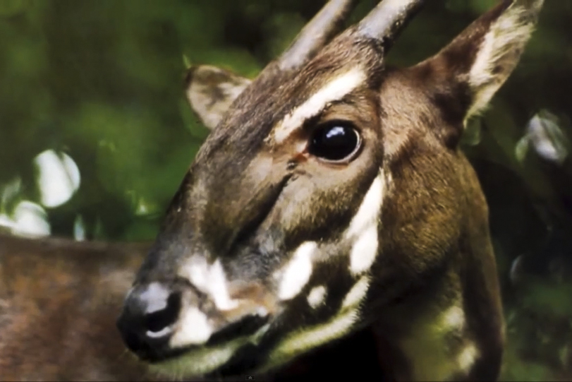 Saola Está em Extinção? Qual o Risco e Ameaça da Espécie