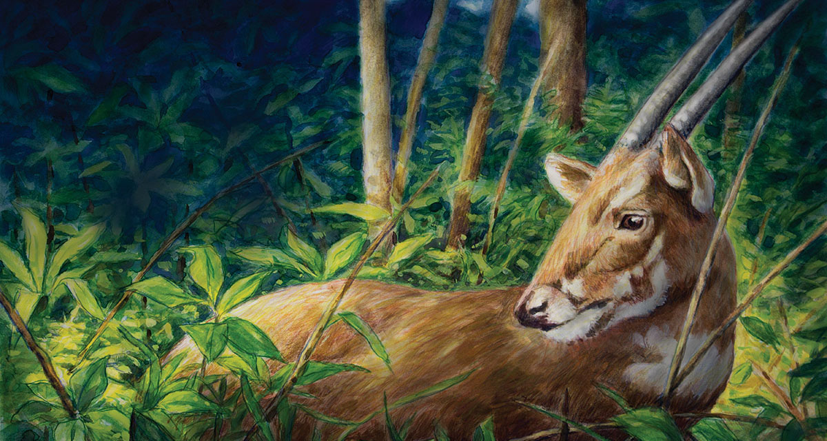 Habitat do Saola: Onde Eles Vivem?