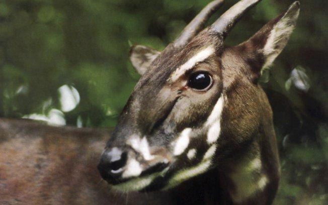Comportamento do Saola: Hábitos e Modo de Vida do Animal