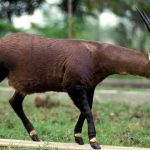 Saola com chifre grande