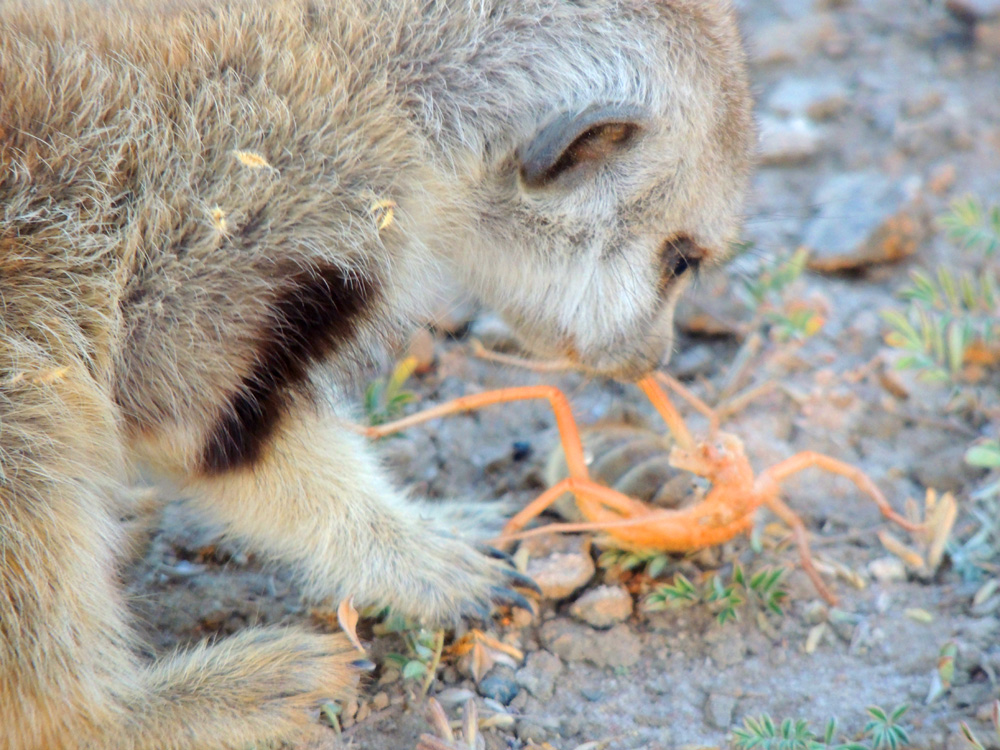 Suricato Come Escorpião? Aranha? Rato? Baratas?