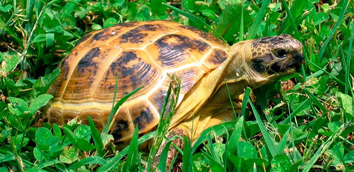 Tartaruga Russa: Características, Nome Científico e Fotos