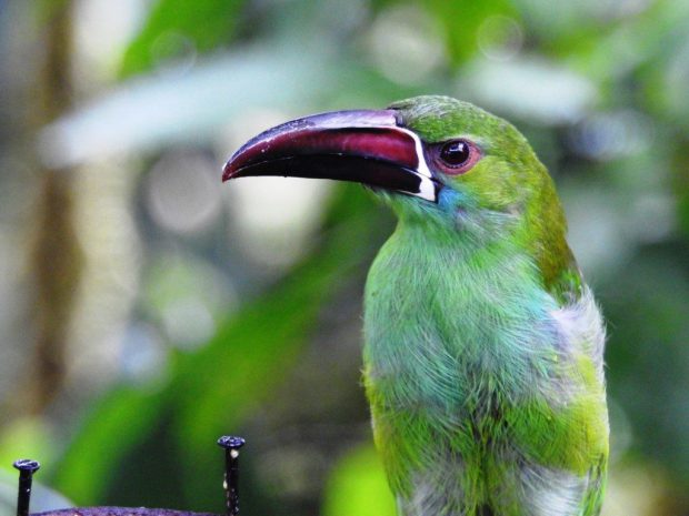 Toucanet Bico-de-Ranhura: Caracteristicas, Habitat e Fotos