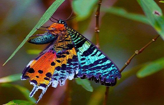 Traça do Sol de Madagascar: Caracteristicas, Habitat e Fotos