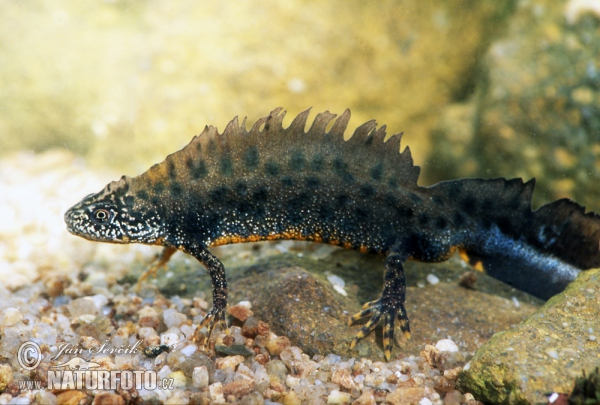 Tritão-De-Crista-Do-Danúbio: Caracteristicas, Habitat e Fotos