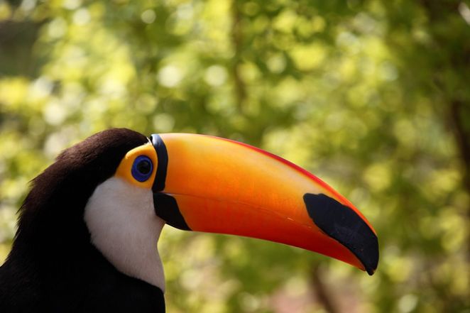 Historia do Tucano e Origem do Animal