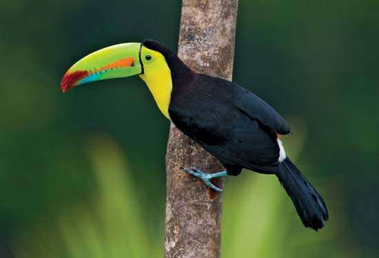 Por Que o Bico do Tucano é Tão Grande?