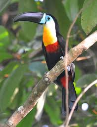 Quais São os Predadores do Tucano e Seus Inimigos Naturais?