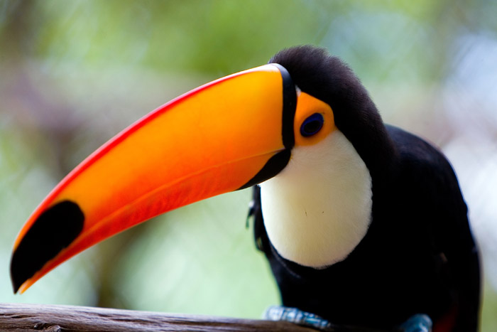 Qual a Utilidade do Tucano na Natureza? Para que Servem?