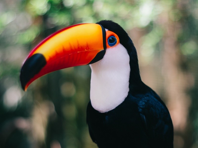 Tucano Morde? Ele Ataca Os Homens? É Perigoso?