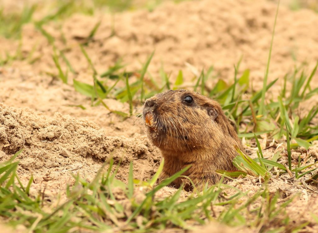Tuco-Tuco: Curiosidades e Fatos Interessantes Sobre o Animal