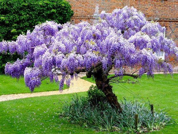 Glicínia (Wisteria): Características, Como Cultivar e Cuidados no Brasil