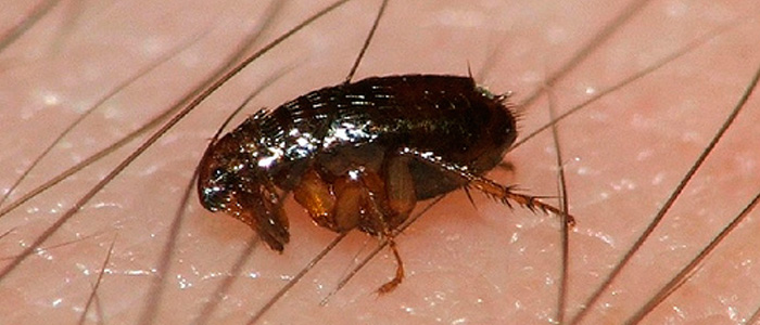 Pulgas Morrem com Água? Vinagre? Frio? Como Matar?