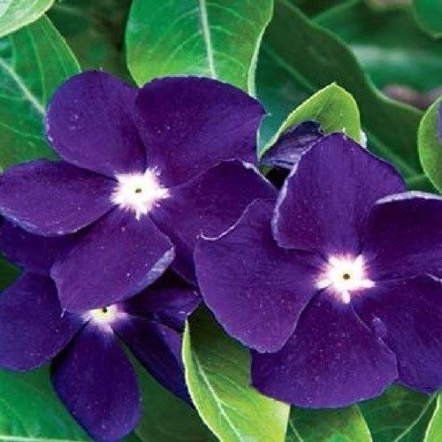 Tudo Sobre A Planta Vinca: Características E Nome Cientifico