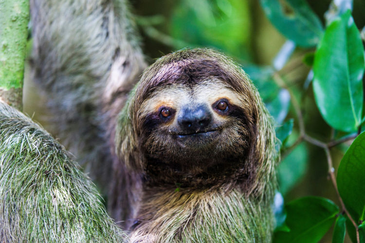 Como o Bicho-Preguiça se Relaciona com o Ser Humano?