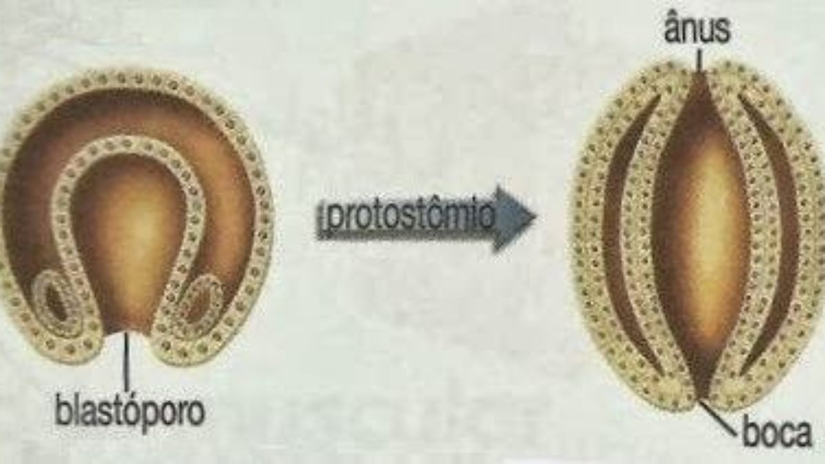 O Que é Um Blastóporo? Para Que Serve?