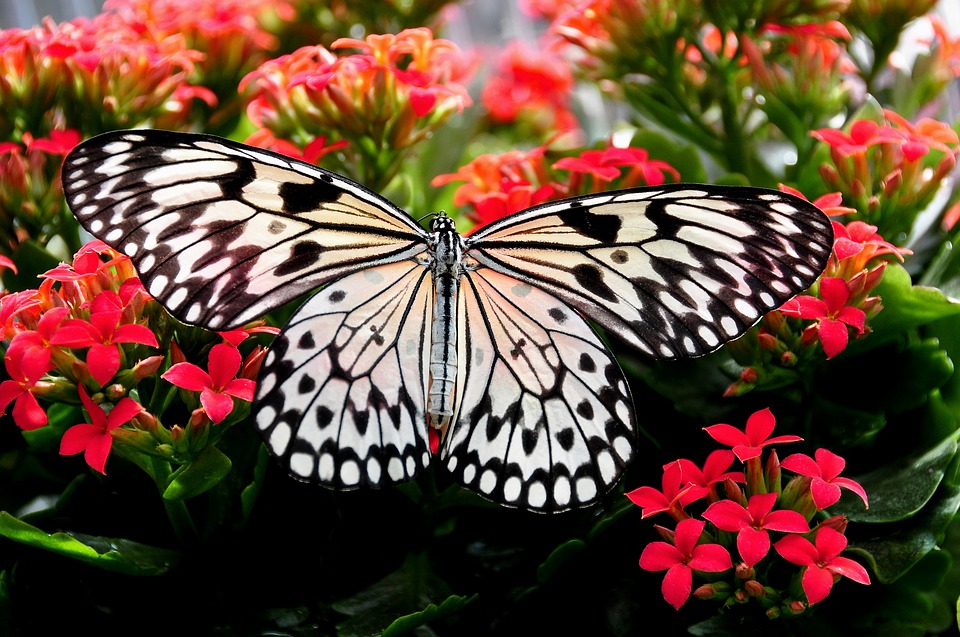Borboleta Ninfa Comum de Árvore: Características e Fotos