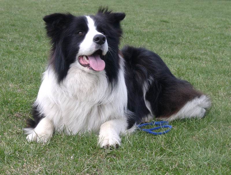 Border Collie Late Muito? Pode Ter em Apartamento?