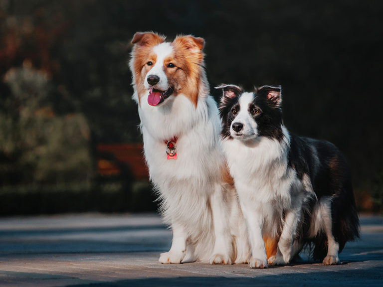 Tempo de Vida do Border Collie: Quantos Anos Eles Vivem?