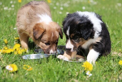 Qual a Ração Mais Indicada Para Border Collie?