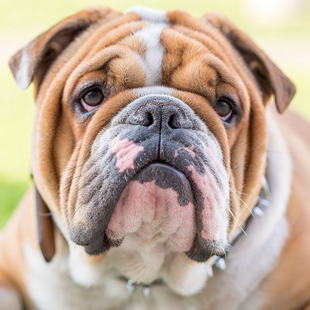 Quanto um Buldogue Come Por Dia? Quantas Vezes?