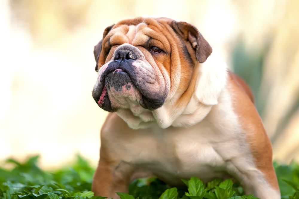 Tempo de Vida do Buldogue: Quantos Anos Eles Vivem?