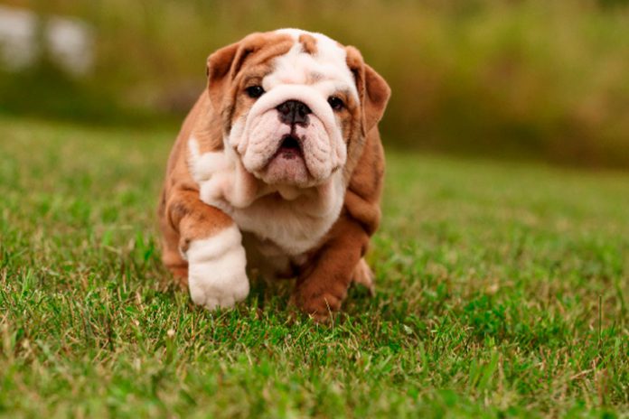 Como Cuidar de um Buldogue Filhote: Cuidados e Doenças