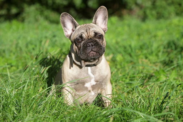 Filhote de Buldogue Para Adoção: Onde Encontrar? Como Fazer