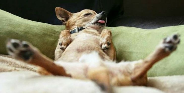 Por Que Cachorro Gosta de Dormir no Meio das Pernas?