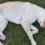 Cachorro Morrendo na Grama