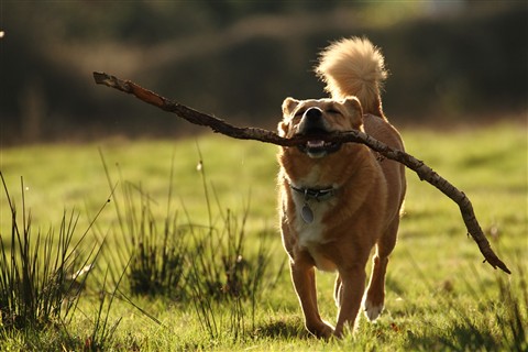 Qual é o Cachorro Mais Obediente do Mundo?