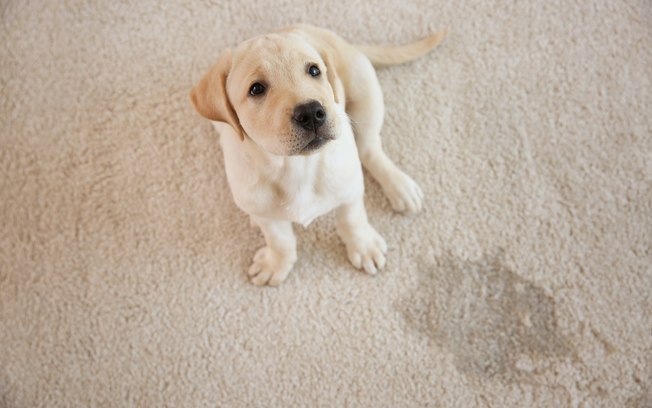 Produto Para Cachorro Não Urinar No Tapete