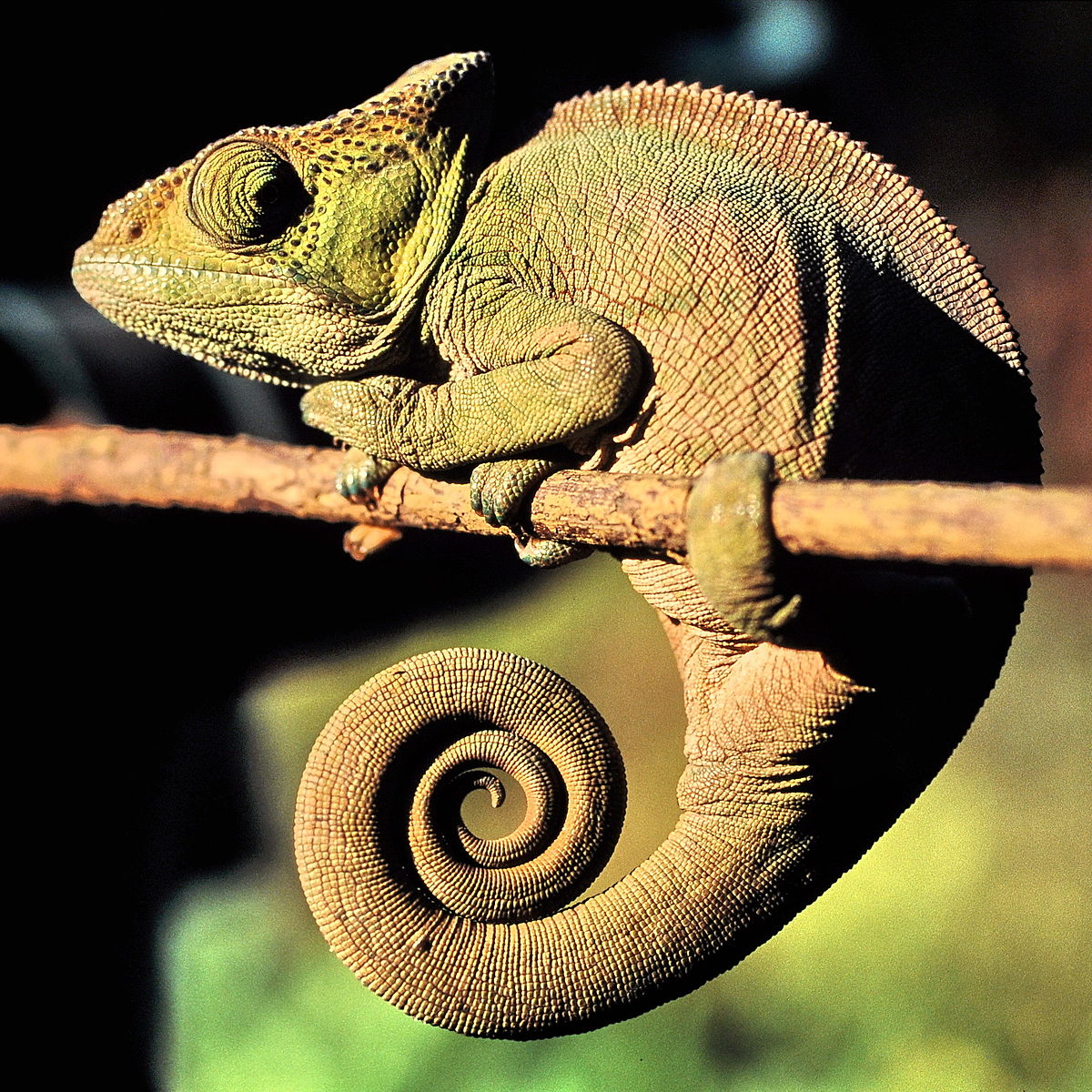 História Do Camaleão E Origem Do Animal