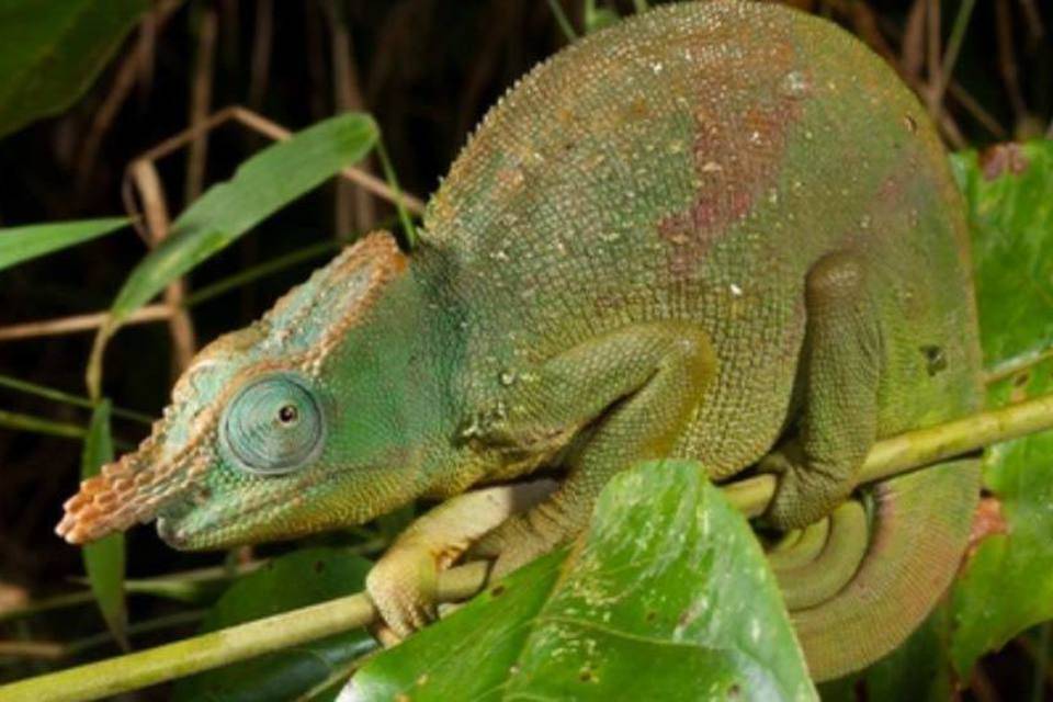 Camaleão Kinyongia Tavetana: Características, Habitat e Fotos