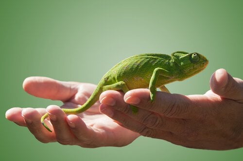 Como Ter um Camaleão de Estimação no Brasil Legalmente?