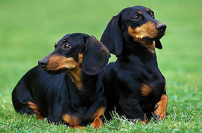 Tempo de Vida do Dachshund: Quantos Anos Eles Vivem?