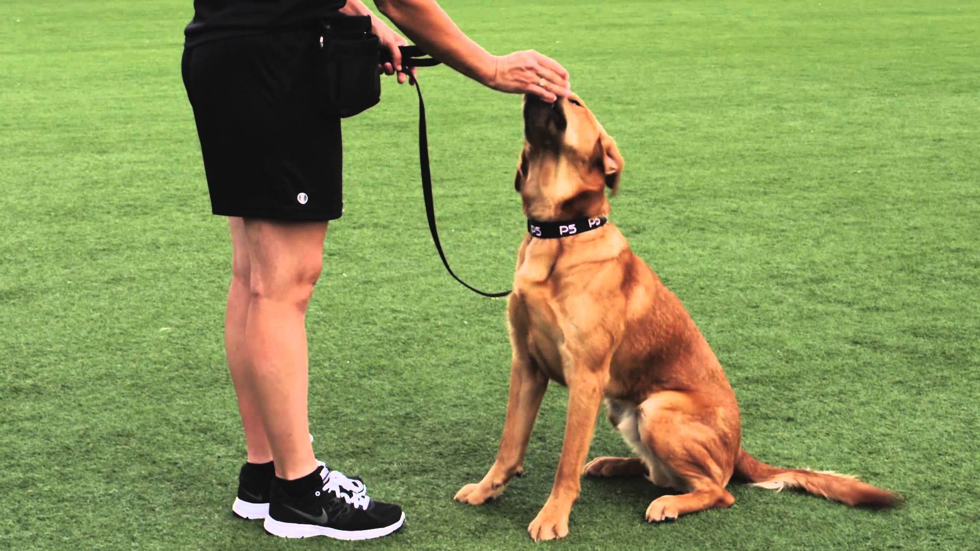 Comandos Basicos de Adestramento para Cachorros