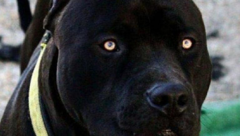 Cachorro Perigoso