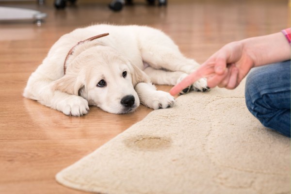 Como Fazer Cachorro Parar de Urinar nas Coisas?