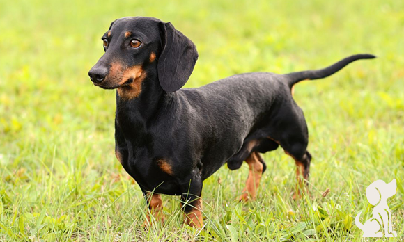 Como Se Fala Dachshund em Português?