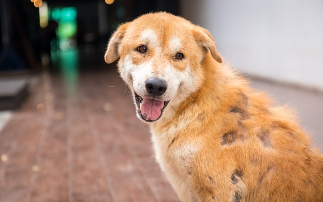 É Normal o Pelo do Chow Chow Cair? Quais as Causas?